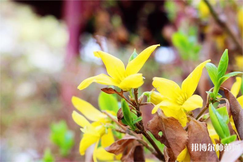 海南師范大學(xué)2023年報(bào)名條件、招生要求、招生對(duì)象 