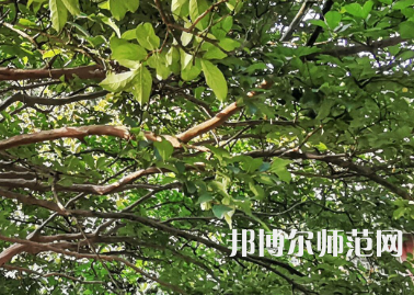 湖南師范大學(xué)2023年報(bào)名條件、招生要求、招生對(duì)象